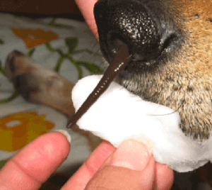 T-Rex Sülüğü Nedir?