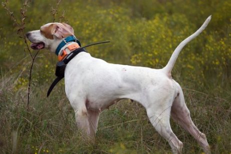 ceza tasması olan köpek