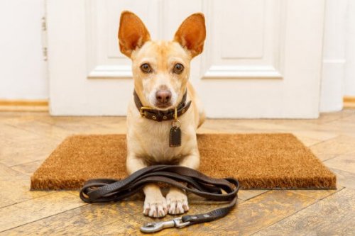 Köpek Eğitimi Ve Yapılan En Yaygın 7 Hata