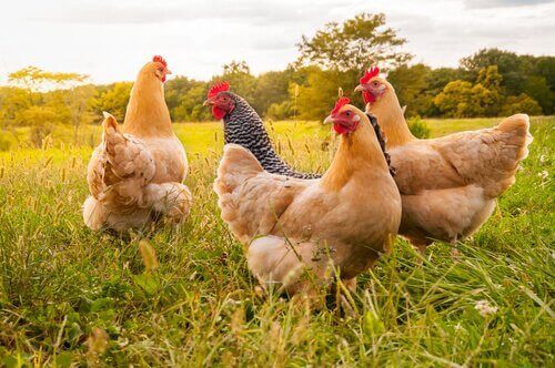 Tavuk Cinsleri ve Boyutları Hakkında İlginç Bilgiler
