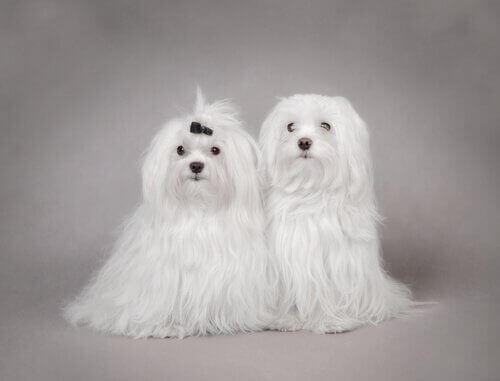terriyer köpekler