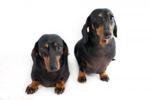 Transgenik Hayvanların Yasallığı