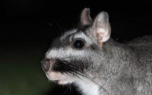 Viscacha Kemirgeni ile Tanışın