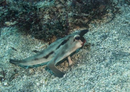 Kırmızı dudaklı yarasa balığı kumun üzerinde bekliyor