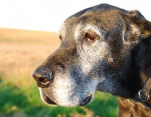 Köpeklerde Beyaz Kıl Neden Çıkar?