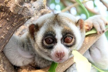 Tanismaya Hazir Misiniz Yavas Loris My Animals