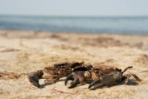 Yengeçler ve Kadife Yengeçler Arasındaki Farklar