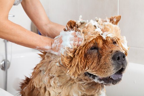 Kozmetik Deneyler Ve Köpek Kozmetiği