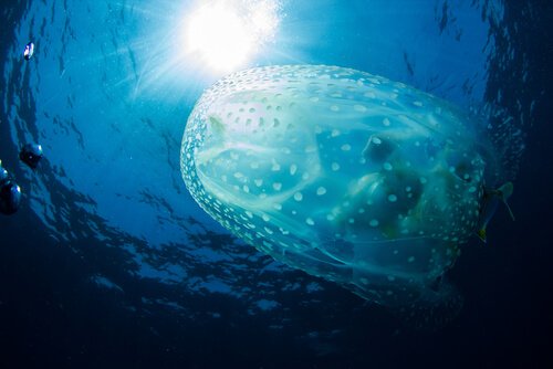 denizanasındaki zehirler