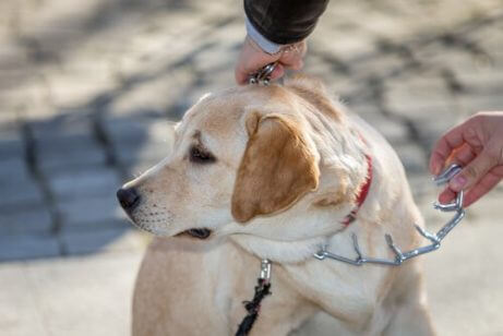 çivili tasma takılan golden köpek