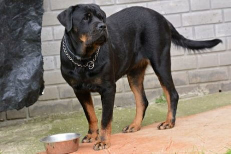 zincirli tasması olan köpek