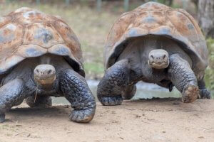 Galapagos Adaları İçinde Vahşi Yaşam