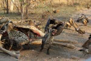 Kleptoparazitizm Örnekleri ve Diğer İlginç Bilgiler