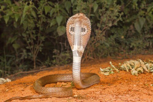 gözlüklü gibi görünen adi kobra