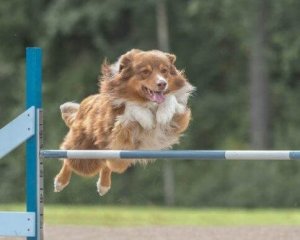 Köpeğiniz İçin Agility: Eğitim ve Beslenme