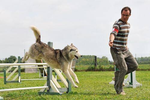 köpeğine agility eğitimi veren adam
