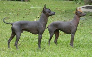 Tüysüz Küçük Köpek: Arjantin Pila