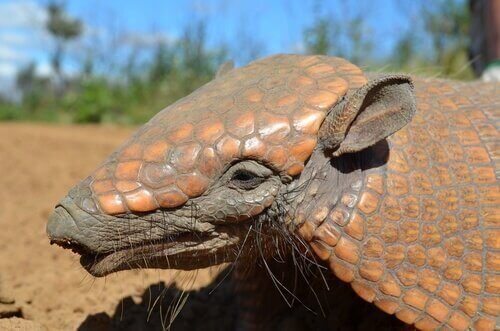 armadillo