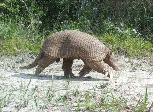 dev armadillo