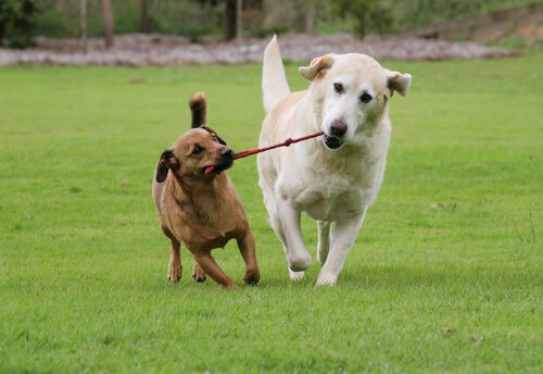 birlikte oynayan büyük ve küçük köpek