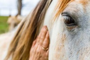 Atlar Ve İnsanlar: Atlar Duygularımızı Anlayabilir