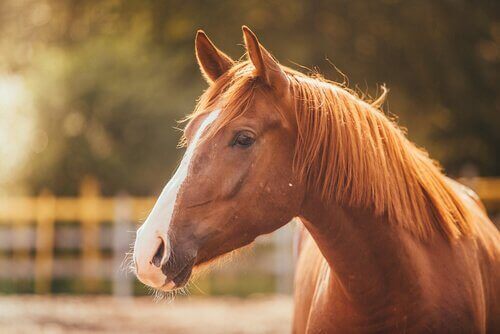 Atlarda Stres ve Nasıl Yardımcı Olabilirsiniz