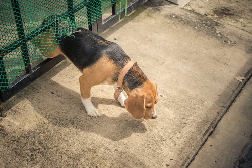 bahçeden kaçan köpek
