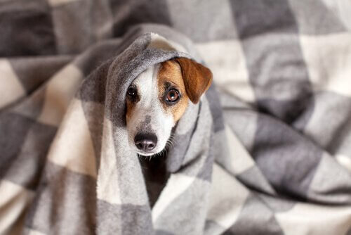 battaniyeye sarılı köpek