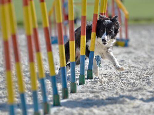 slalom yapan border collie