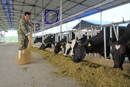 büyükbaş hayvanlara yem veren adam