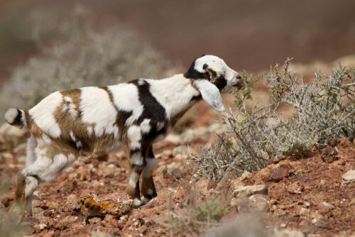 Fuerteventura Keçileri ve Mükemmel Majorero Peyniri