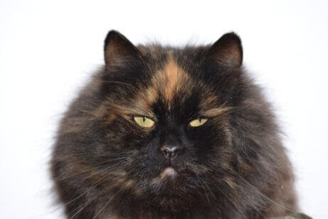 siyah ve turuncu renkli kedi