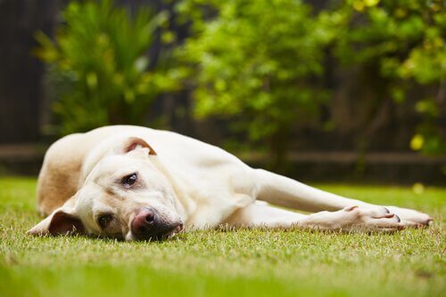 köpeklerde bulaşıcı tümörler
