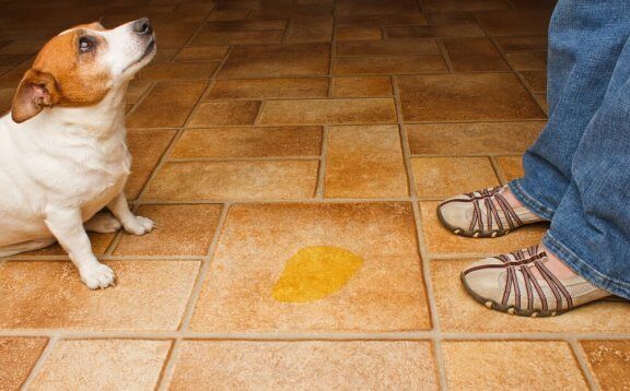 köpeklerde çiş eğitimi