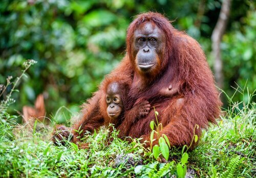 orangutan ve yavrusu