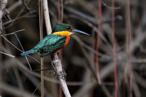 amerikan cüce yalıçapkını