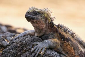 Deniz İguanası: Galapagos'un Hakimi