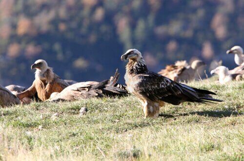 birlikte duran sakallı akbabalar