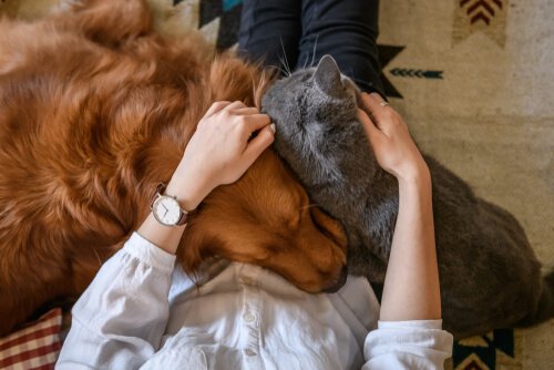 Evcil Hayvanınıza Sevgi Göstermenin Yolları