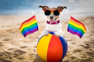 Eş Cinsel Köpekler Var mı?