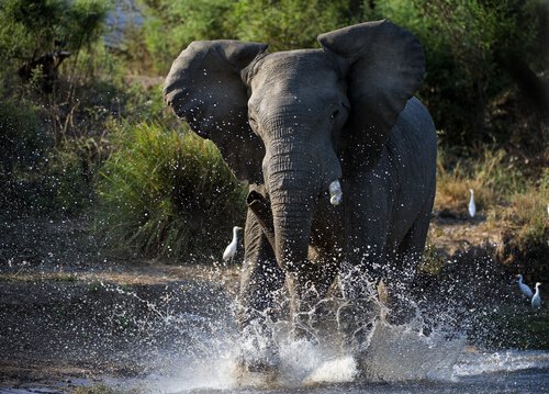 Fillerde Kızgınlık Dönemi Hakkında Bilgiler
