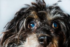 Köpeklerde Glokom: Belirtileri ve Tedavisi