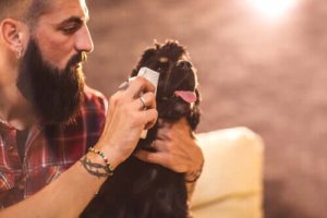 Köpeğinizin Gözlerini Temizlemek için İpuçları