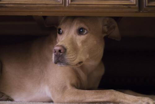 gürültü fobisi olan köpek
