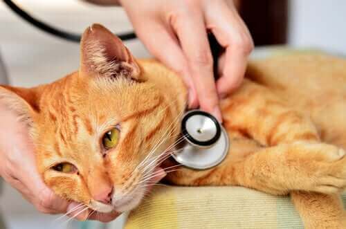 hasta sarı kedi ve doktor