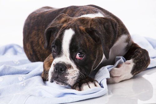 Bulaşıcı Tümörler: Köpeklerde olan bir şey mi?