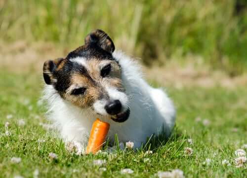 organik mama yiyen köpek