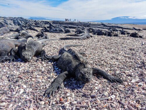 sahilde güneşlenen deniz iguanası