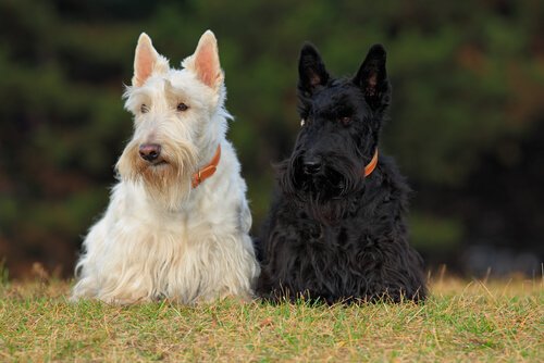 Seveceğiniz Dört İskoç Köpek Irkı
