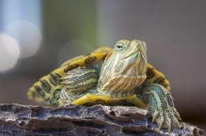 Kaplumbağalarda Rinit Hastalığı ve Tedavisi